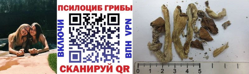 MEGA ONION  что такое наркотик  Нижний Новгород  Псилоцибиновые грибы Psilocybine cubensis 